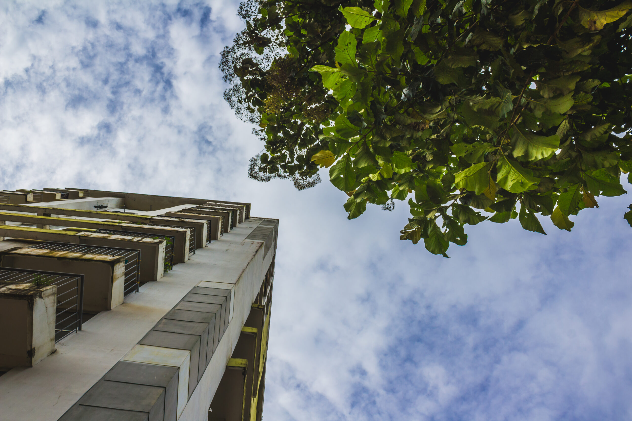 Tall skyscraper next to a tree